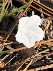 Stylisma patens angustifolia