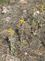 Senecio actinella