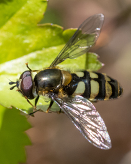 Megasyrphus laxus image