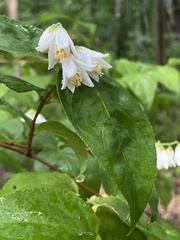 Deutzia scabra