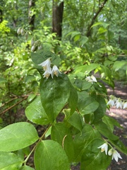 Deutzia scabra