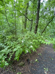 Deutzia scabra