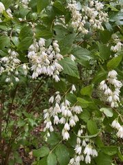 Deutzia scabra