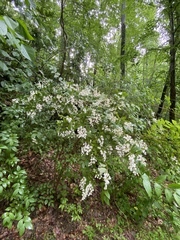 Deutzia scabra