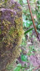 Brachydontium trichodes