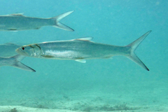 Hawaiian Ladyfish photo 4