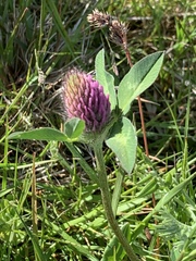 Trifolium medium