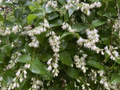Deutzia scabra