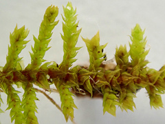 Rauiella scita