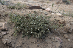Phacelia affinis