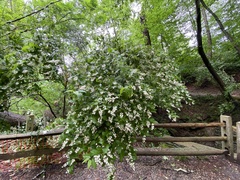 Deutzia scabra