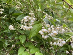 Deutzia scabra