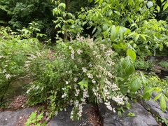 Deutzia scabra