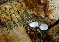 Convolvulus ammannii