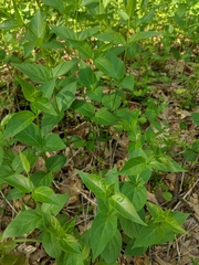 Vincetoxicum rossicum