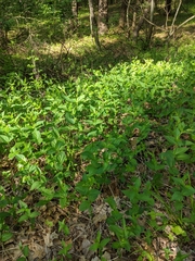 Vincetoxicum rossicum