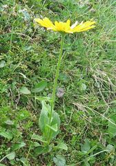 Doronicum clusii