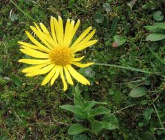Doronicum clusii