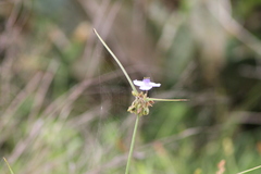 Tradescantia occidentalis