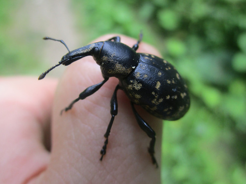 Butterbur Weevil