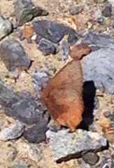 Callophrys augustinus iroides