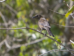 Molothrus bonariensis