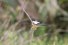 Tradescantia occidentalis