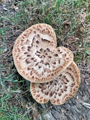 Cerioporus squamosus