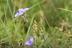 Tradescantia occidentalis