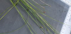 Carex leptalea