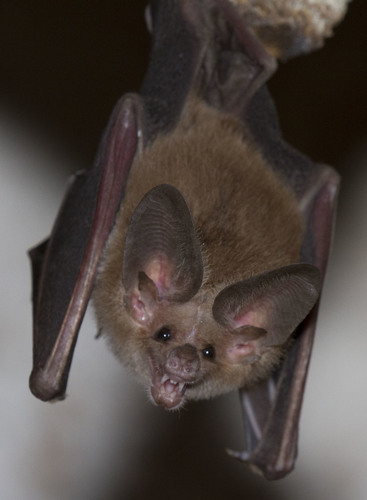 Waterhouse's Leaf-nosed Bat
