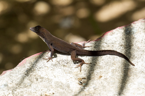 Cuban White-fanned Anole, Anolis homolechis