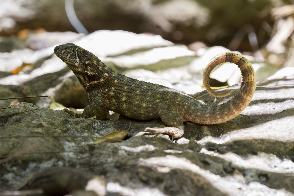 Leiocephalus carinatus labrossytus
