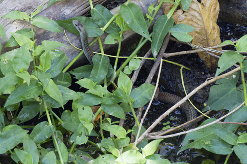 Cubophis cantherigerus