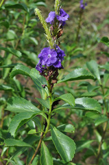 Stachytarpheta martiana
