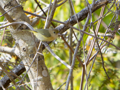 Pachysylvia aurantiifrons