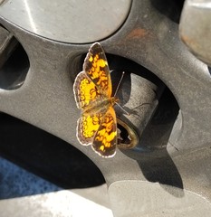 Phyciodes tharos image