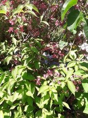 Weigela