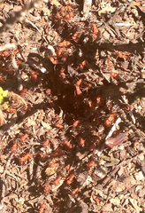 Formica integroides