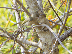 Hylophilus flavipes