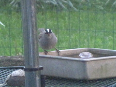 Zonotrichia leucophrys