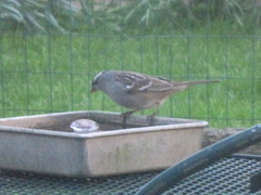 Zonotrichia leucophrys