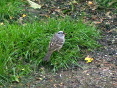 Zonotrichia leucophrys