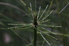 Equisetum myriochaetum
