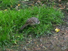 Zonotrichia leucophrys