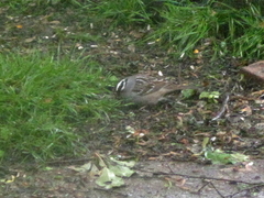 Zonotrichia leucophrys