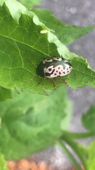 Calligrapha confluens