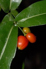 Psychotria labatii image