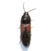 Chick Click Beetle - Photo (c) Dan MacNeal, some rights reserved (CC BY), uploaded by Dan MacNeal