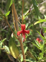 Anisacanthus thurberi